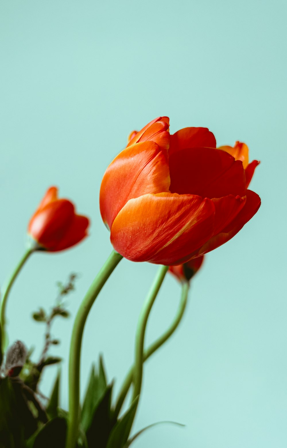 a close up of a flower in a vase