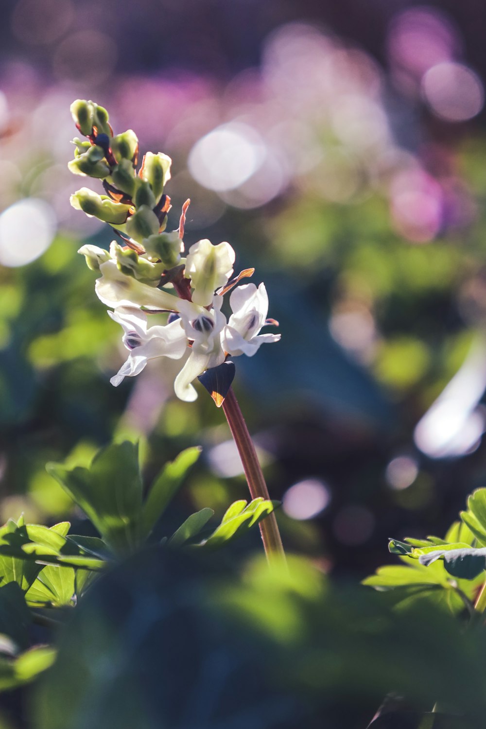 a close up of a white flower with green leaves