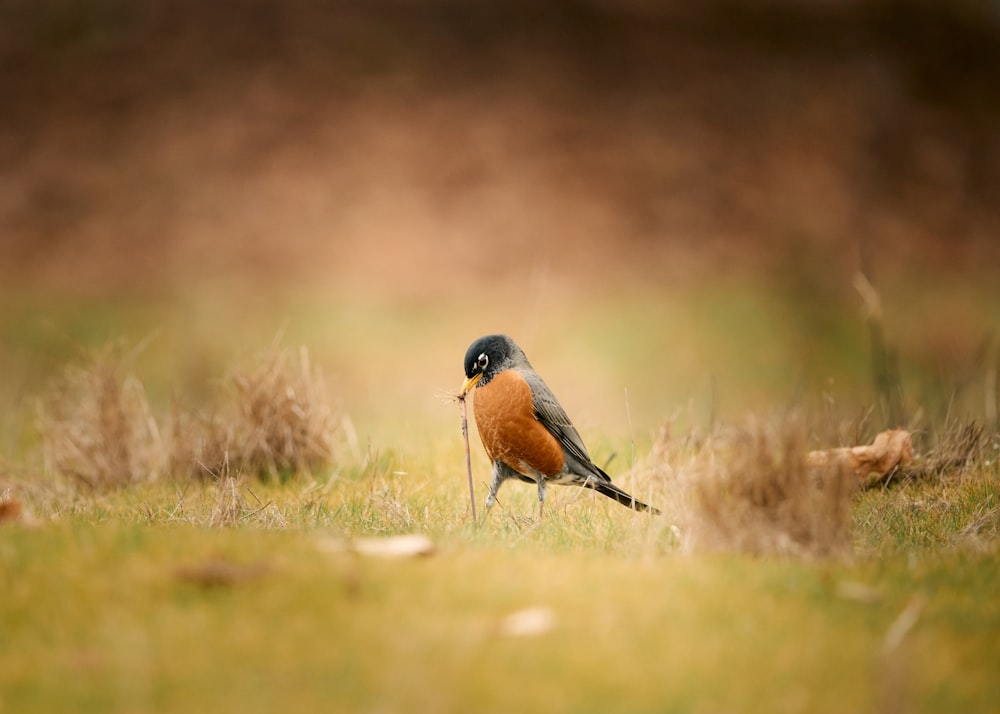 a small bird standing on top of a grass covered field