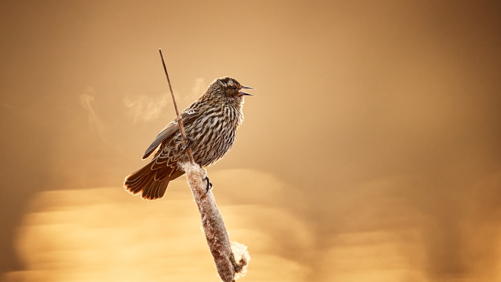 a small bird sitting on top of a branch