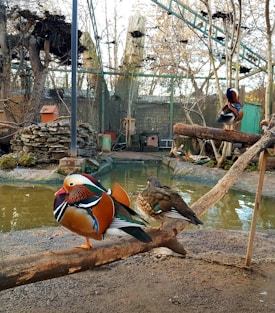 A serene outdoor zoo or aviary setting with ducks perched on wood structures beside a small pond. The scene includes naturalistic features like branches, rocks, and a rustic fence. The ducks are colorful, with vibrant plumage, and the environment is rich with foliage, creating a peaceful and natural atmosphere.