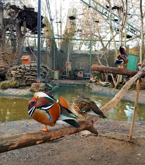 A serene outdoor zoo or aviary setting with ducks perched on wood structures beside a small pond. The scene includes naturalistic features like branches, rocks, and a rustic fence. The ducks are colorful, with vibrant plumage, and the environment is rich with foliage, creating a peaceful and natural atmosphere.