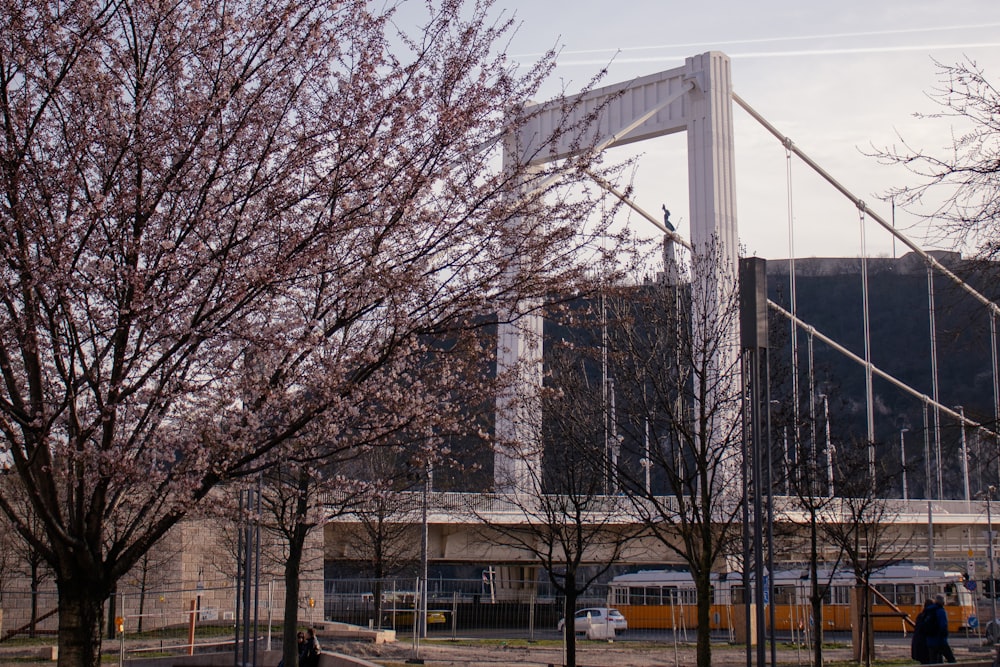 a tree with pink flowers in front of a building