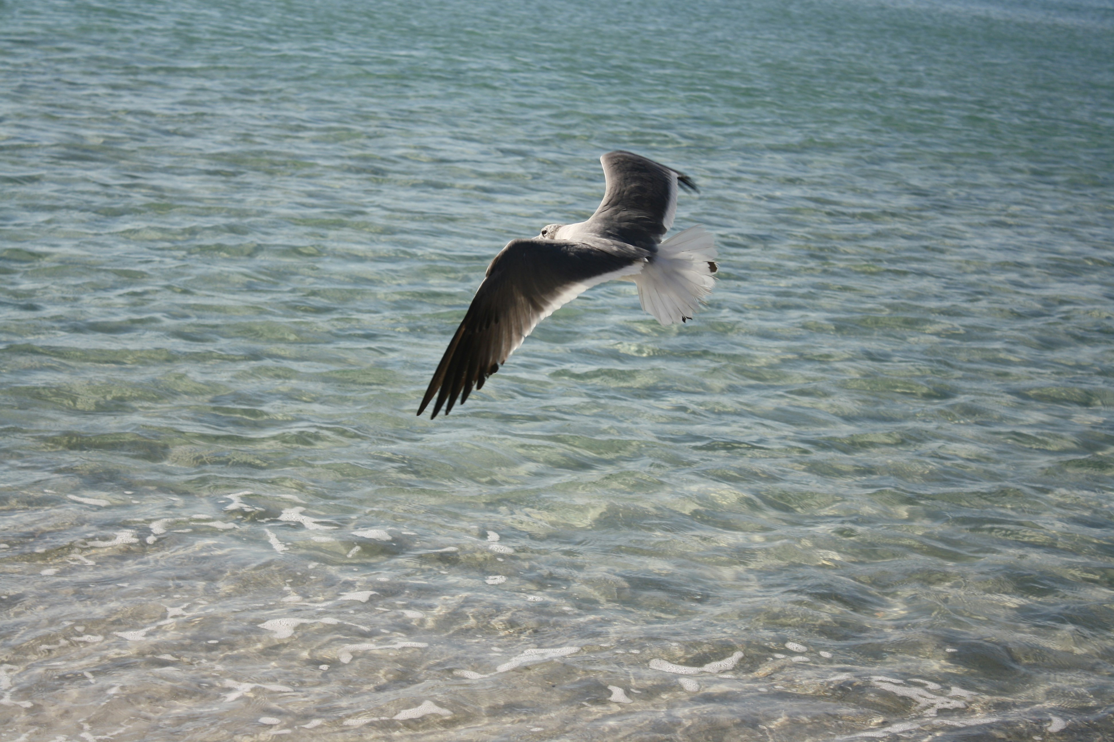 a seagull flying over a body of water