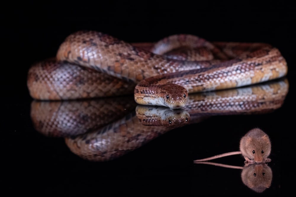 a large snake is on a black surface