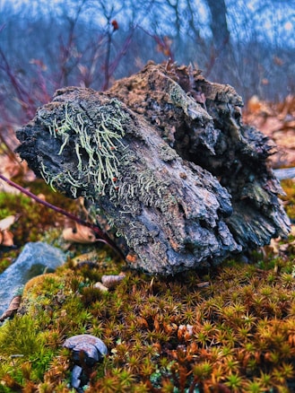 A piece of decaying wood covered with green lichen lies on a bed of moss. The surrounding area is filled with small plants and fallen leaves, creating a natural forest floor setting. The background shows blurred trees and branches, suggesting a wooded environment.