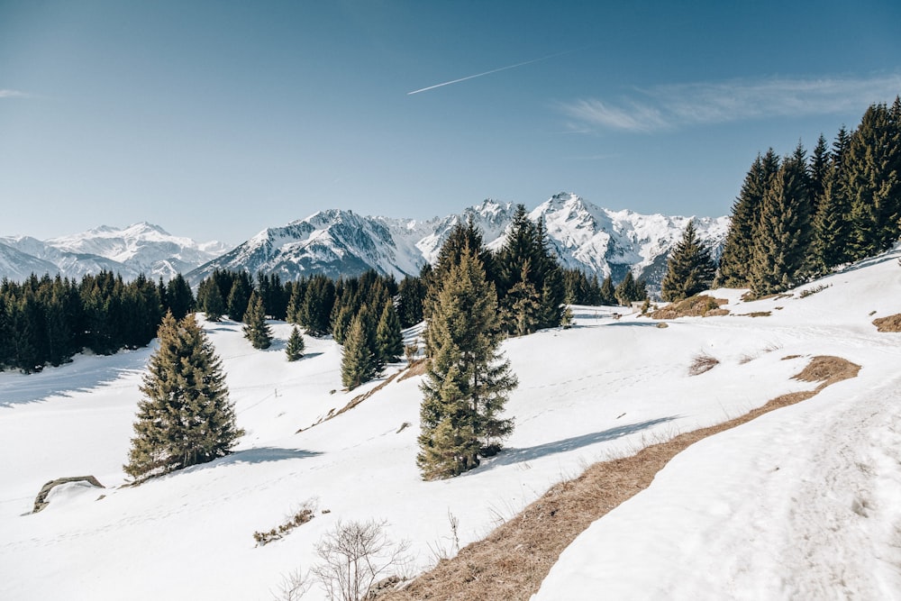 a snowy landscape with trees and mountains in the background