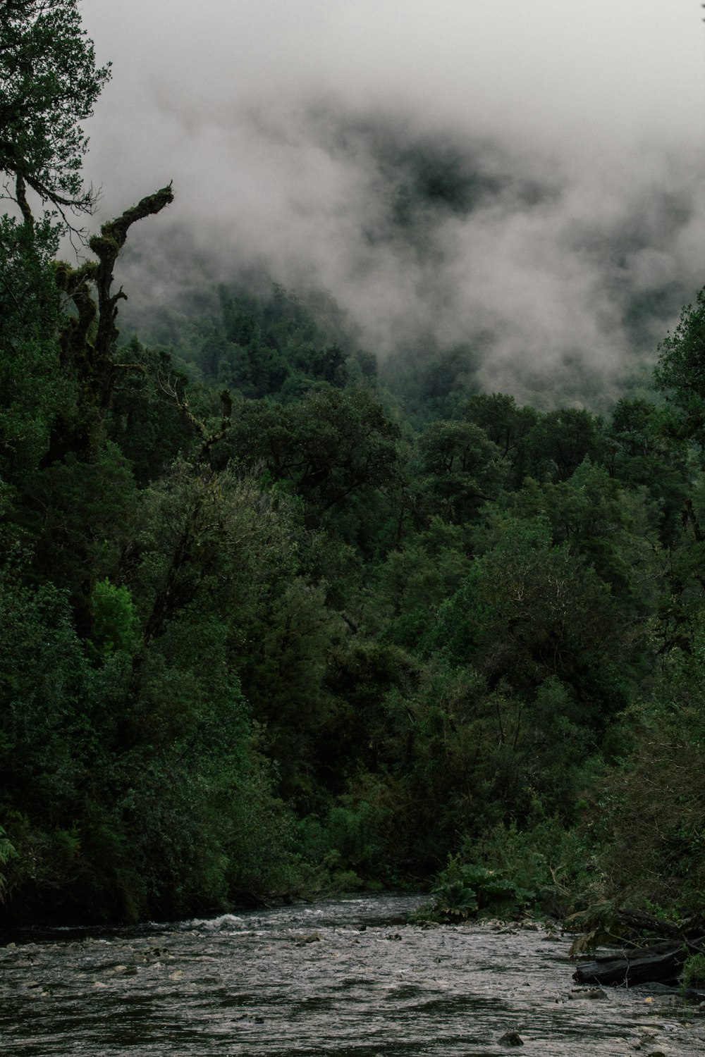 a river running through a lush green forest