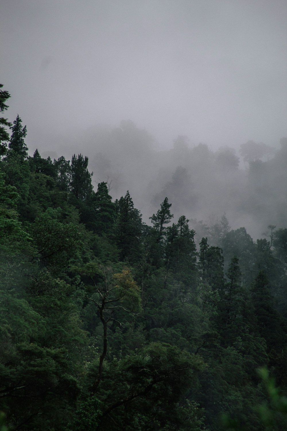 a foggy forest filled with lots of trees