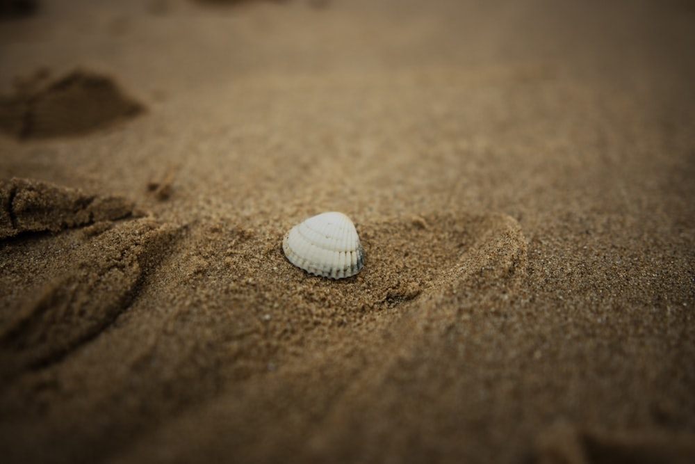 a shell on the sand of a beach