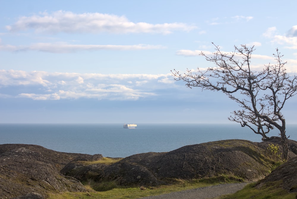 a lone tree on a grassy hill overlooking the ocean