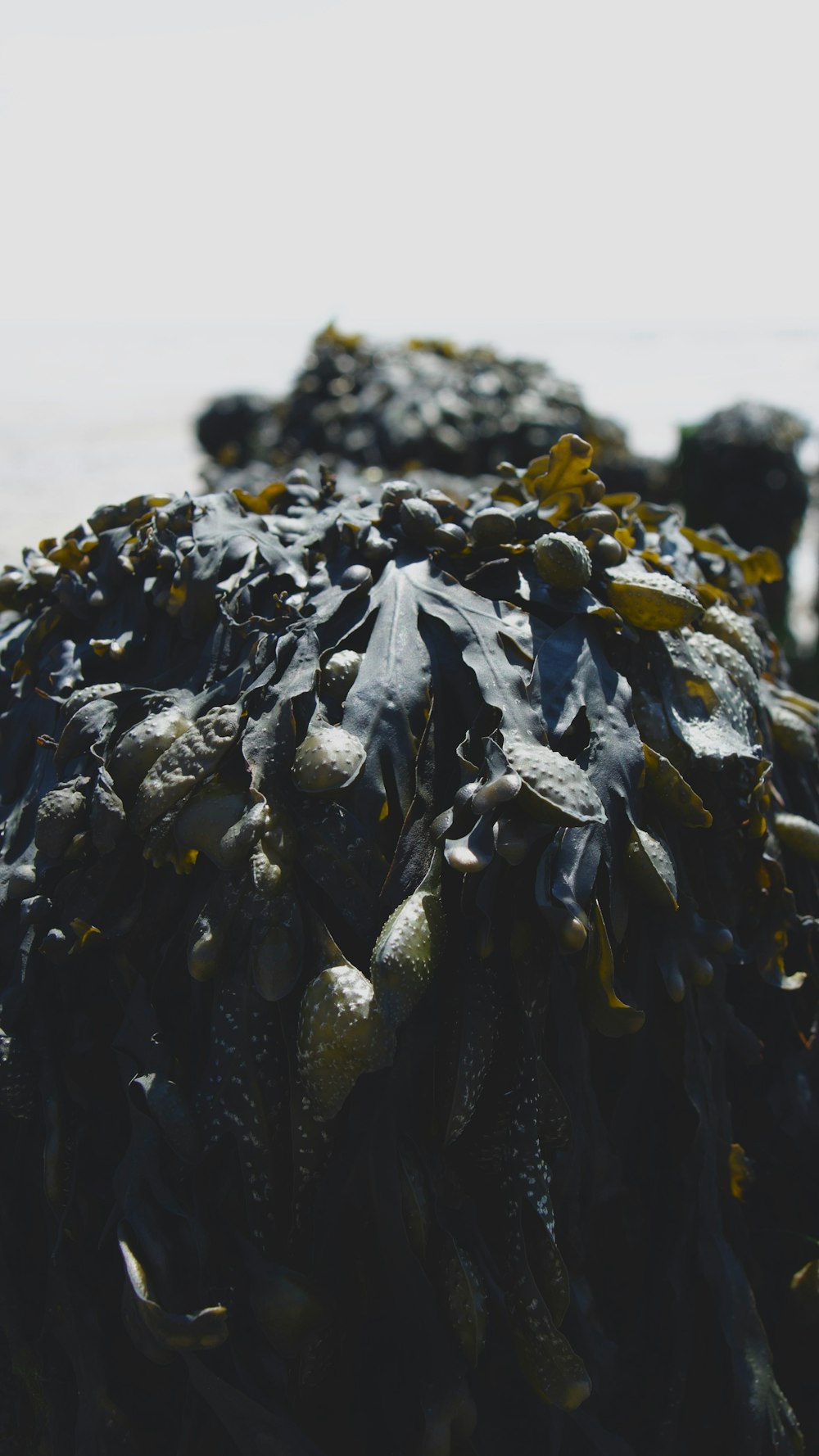 a pile of seaweed sitting on top of a beach