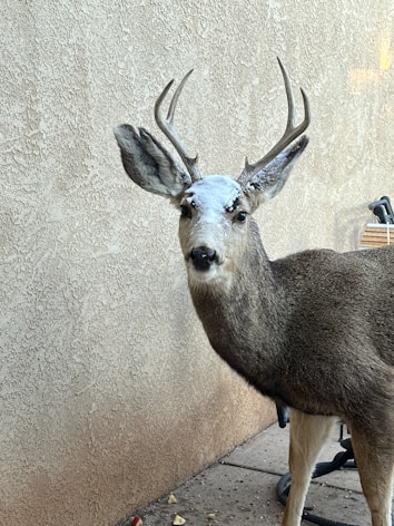 A deer with antlers stands next to a textured wall. Snow is visible on its nose and forehead, adding a wintery feel to the scene. Pieces of fruit can be seen scattered on the ground near its feet.