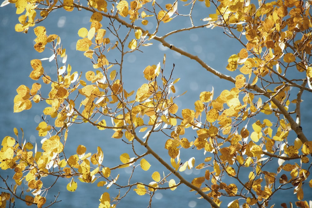 a tree with yellow leaves in front of a body of water