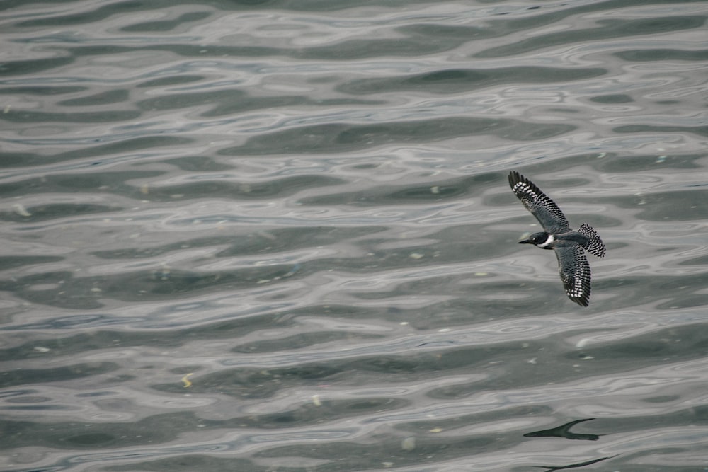 a bird flying over a body of water