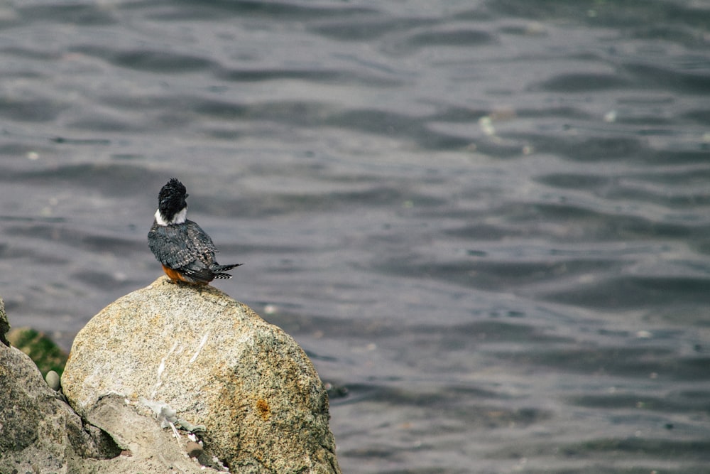 a bird sitting on top of a rock next to the ocean
