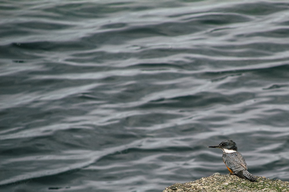 a bird sitting on top of a rock next to the ocean