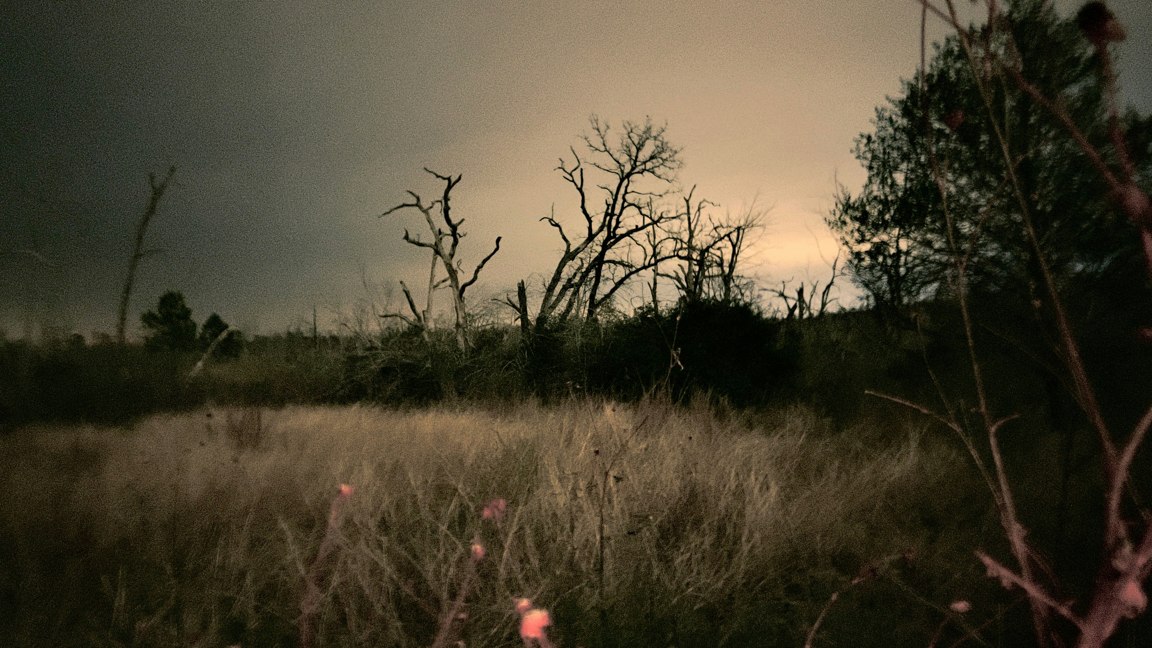 El jardín de sombras