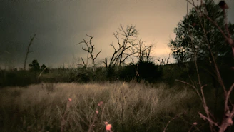 Dark fantasy landscape with twisted trees and shadowy figures.