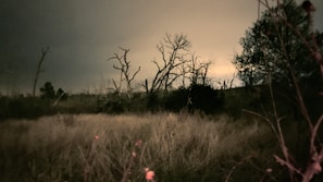 An eerie landscape shrouded in darkness.