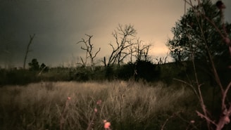 An eerie landscape shrouded in darkness.