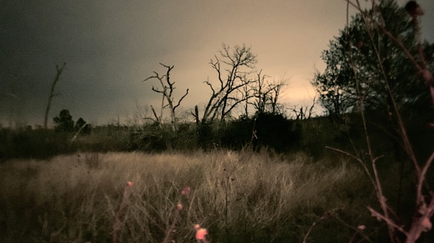 A mysterious dark fantasy landscape with twisted trees and glowing runes under a moonlit sky.