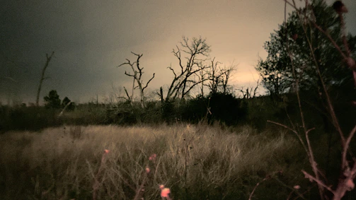 Dark fantasy landscape with twisted trees and shadowy figures.