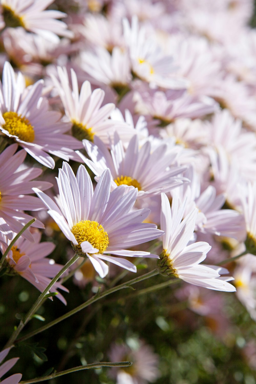 a bunch of white flowers with yellow centers