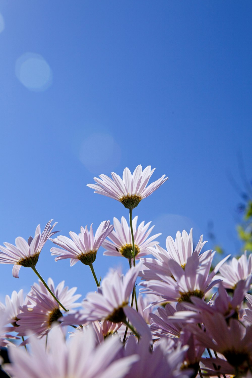 a bunch of pink flowers with a blue sky in the background