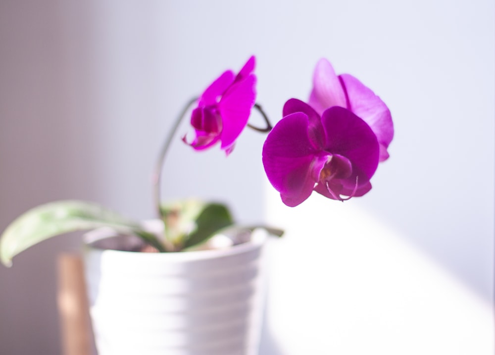 a purple flower in a white vase on a table