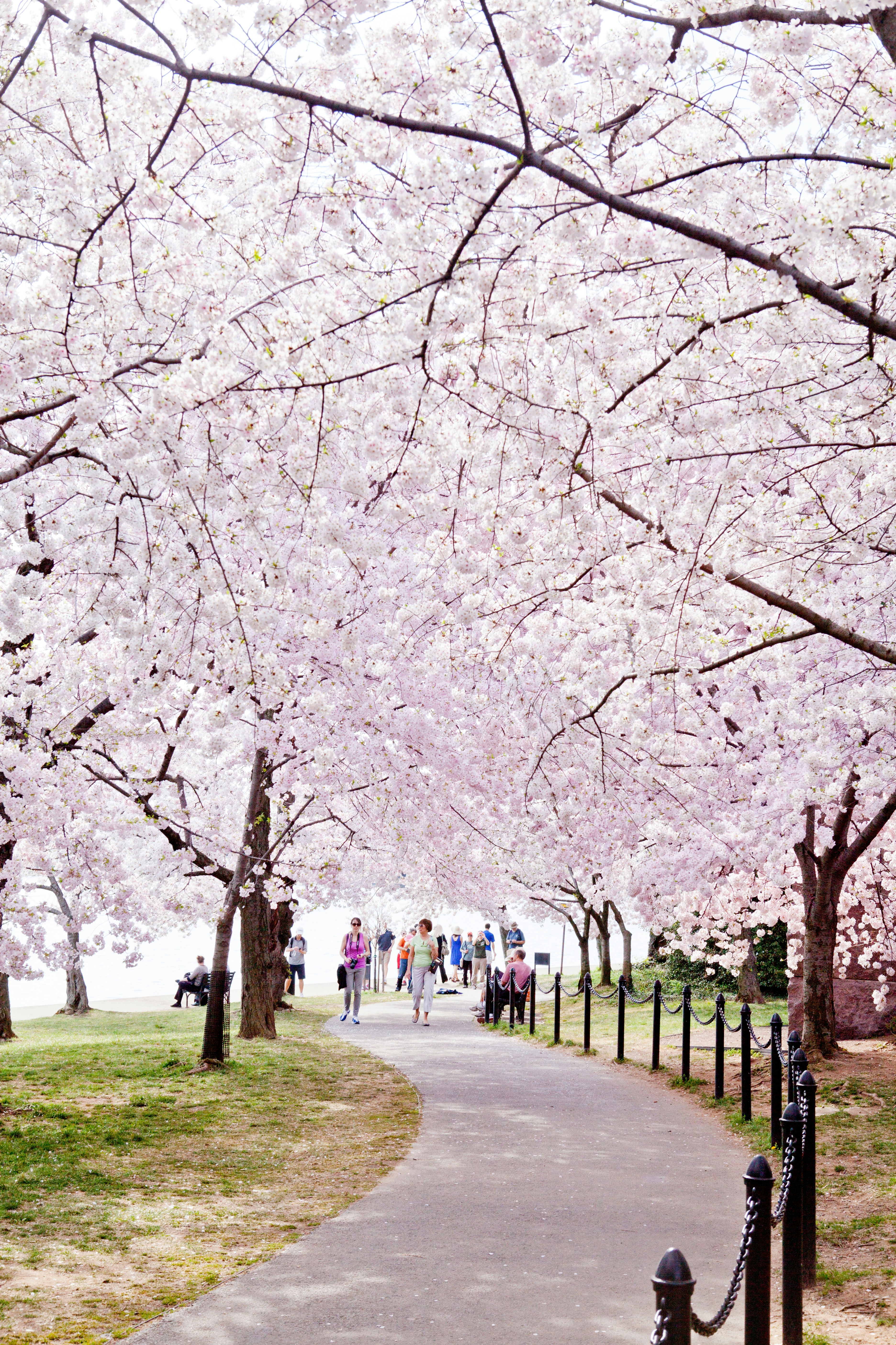 Cherry Blossoms in Washington DC, US