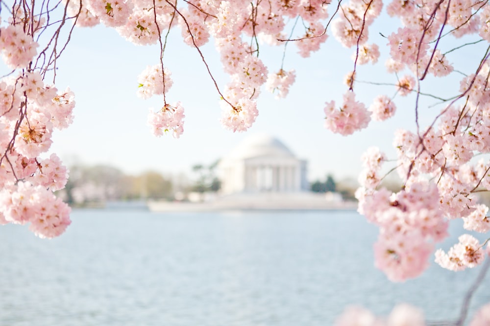 a cherry blossom tree in front of the jefferson memorial