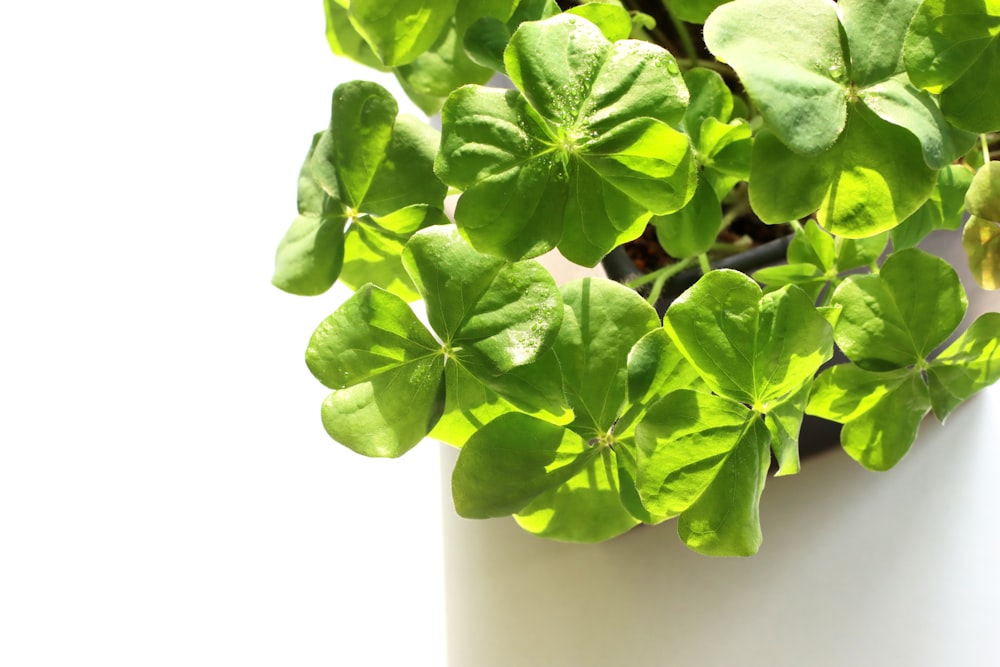 a close up of a potted plant with green leaves