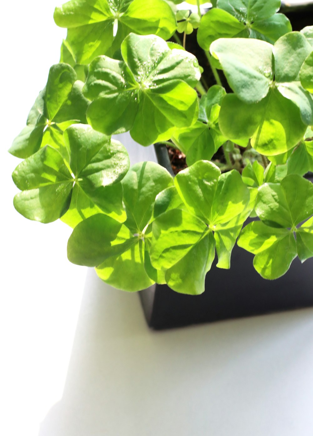 a potted plant with green leaves on a white table