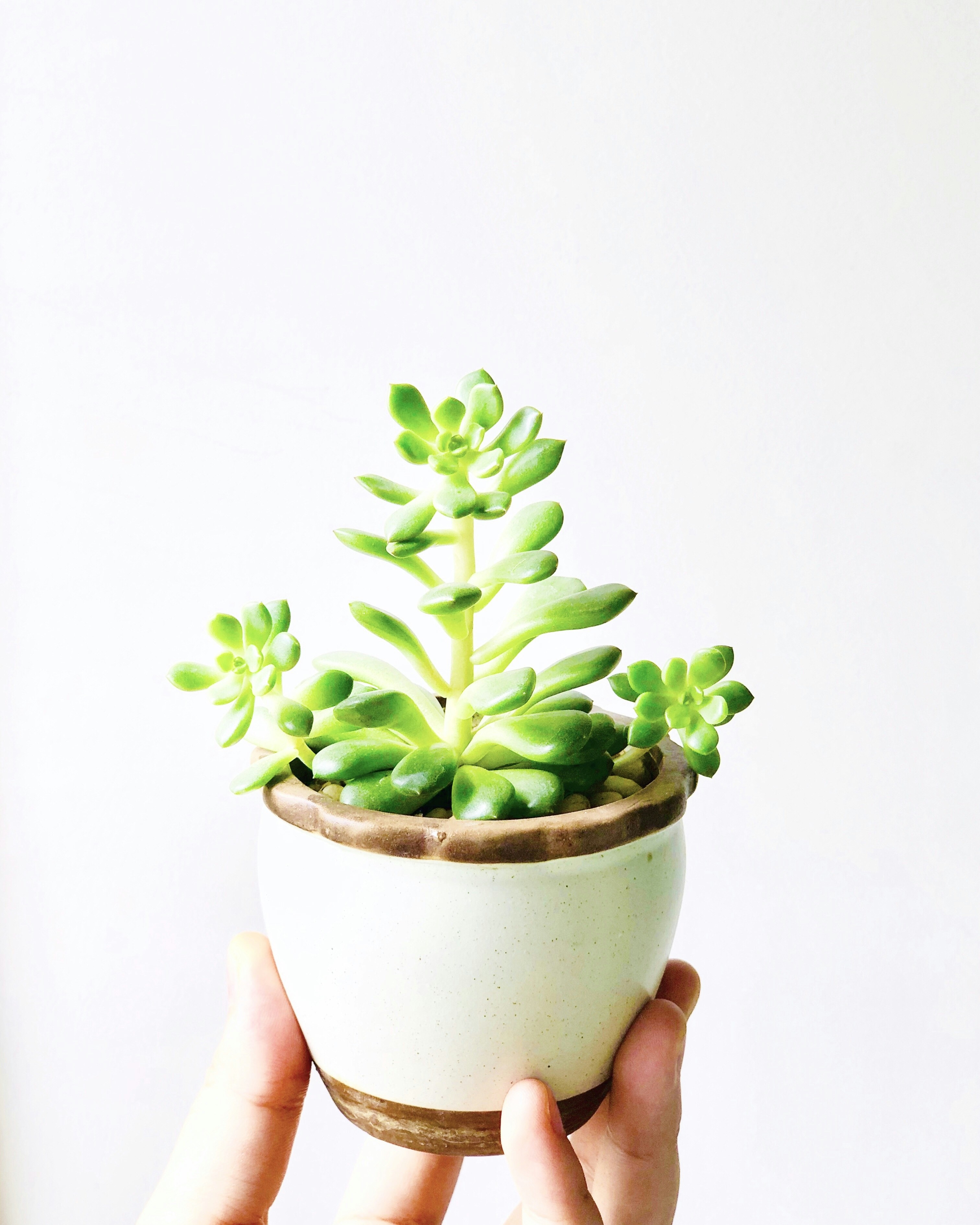 Hands carefully unwrapping tissue paper from monthly plant subscription box revealing potted succulent