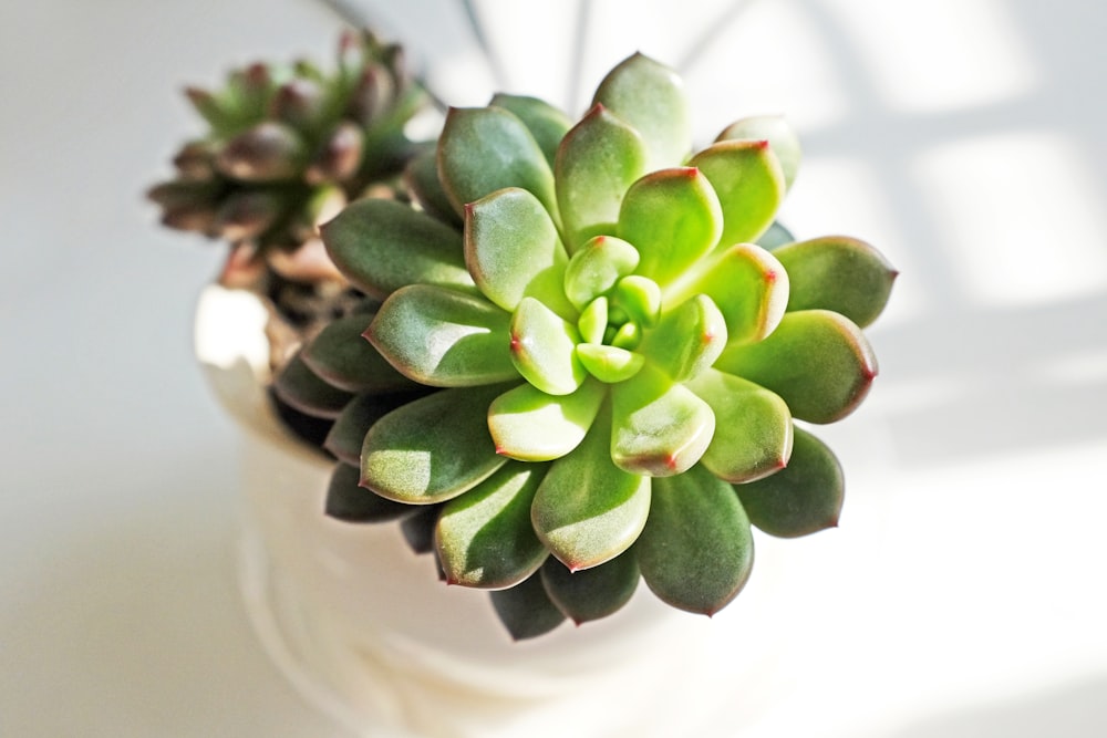 a close up of a green plant in a white vase