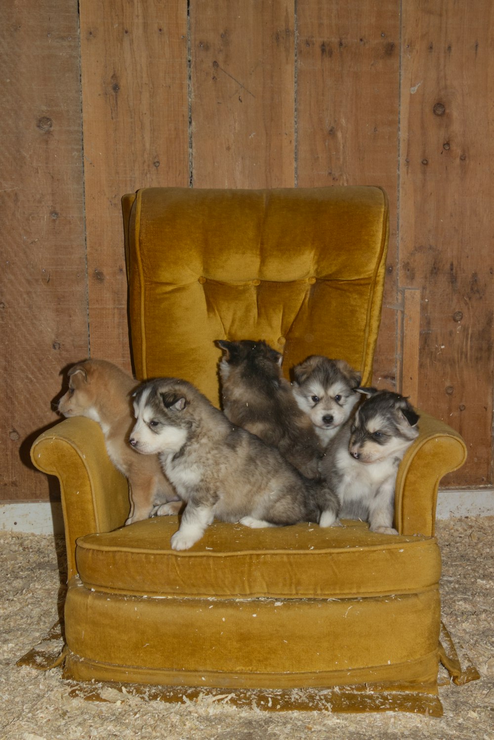 a group of dogs sitting in a chair