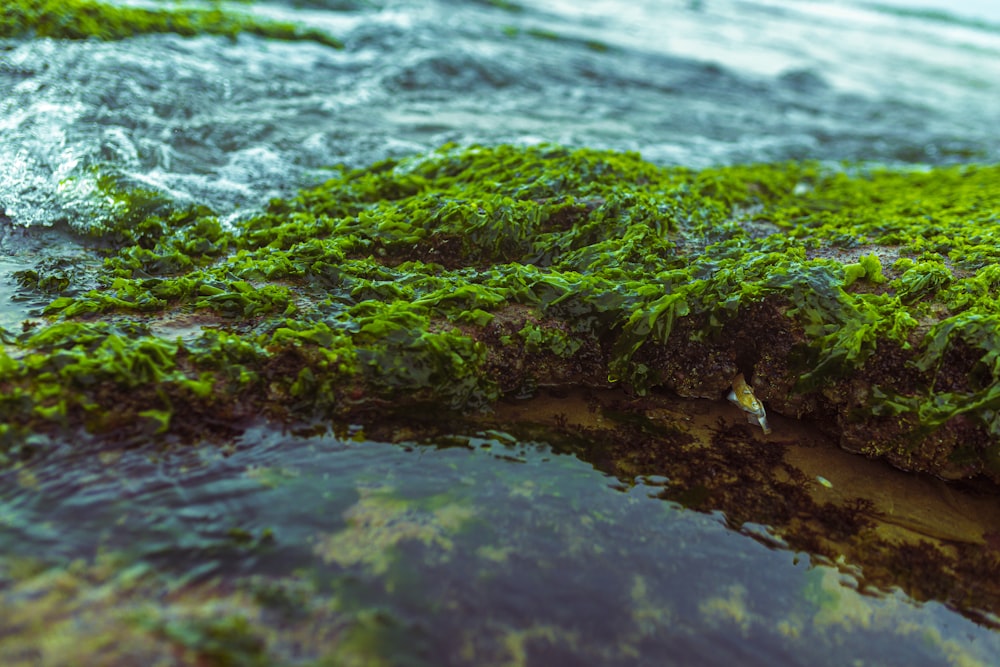 a close up of a moss covered rock in the water