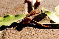 Freshly harvested makhana pods laid out on green leaves under natural sunlight.