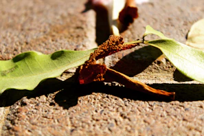 Close-up of freshly harvested makhana pods resting on a cream-colored cloth under natural sunlight