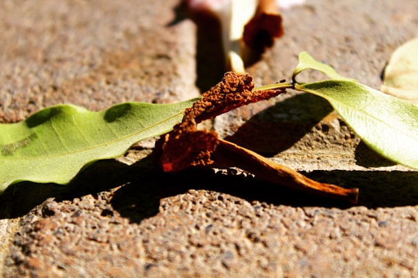 Reetha pods drying naturally under warm sunlight on a woven mat.