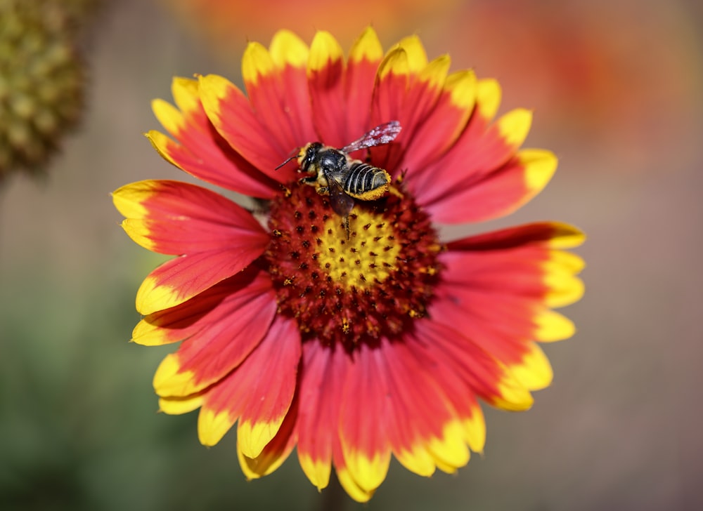 a bee is sitting on a red and yellow flower