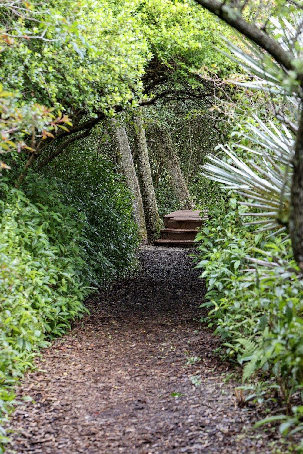 a path in the middle of a forest