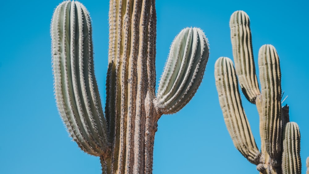 a cactus with a blue sky in the background