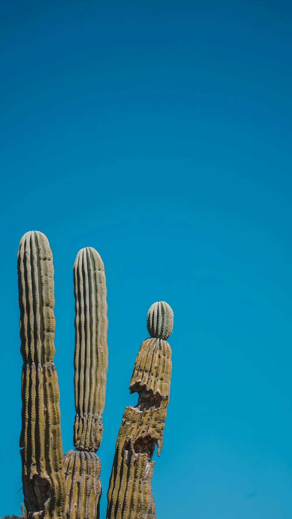 a large cactus in the shape of a hand