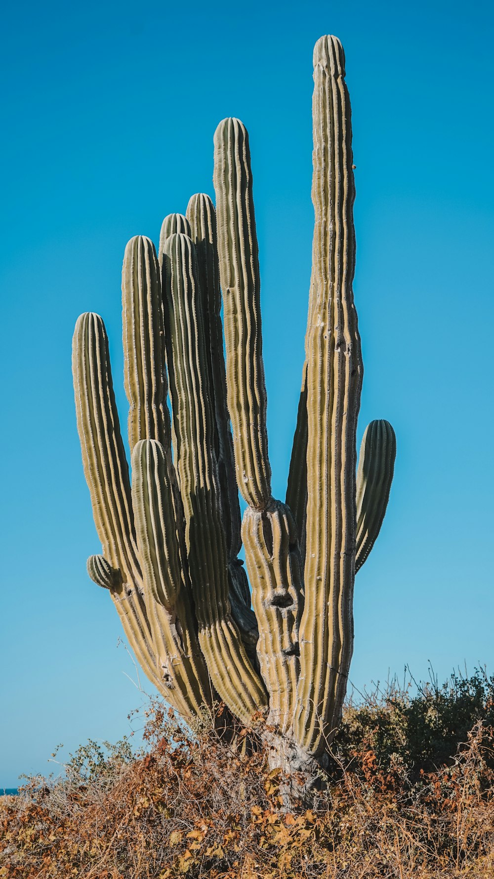 a large cactus in a field with a blue sky in the background