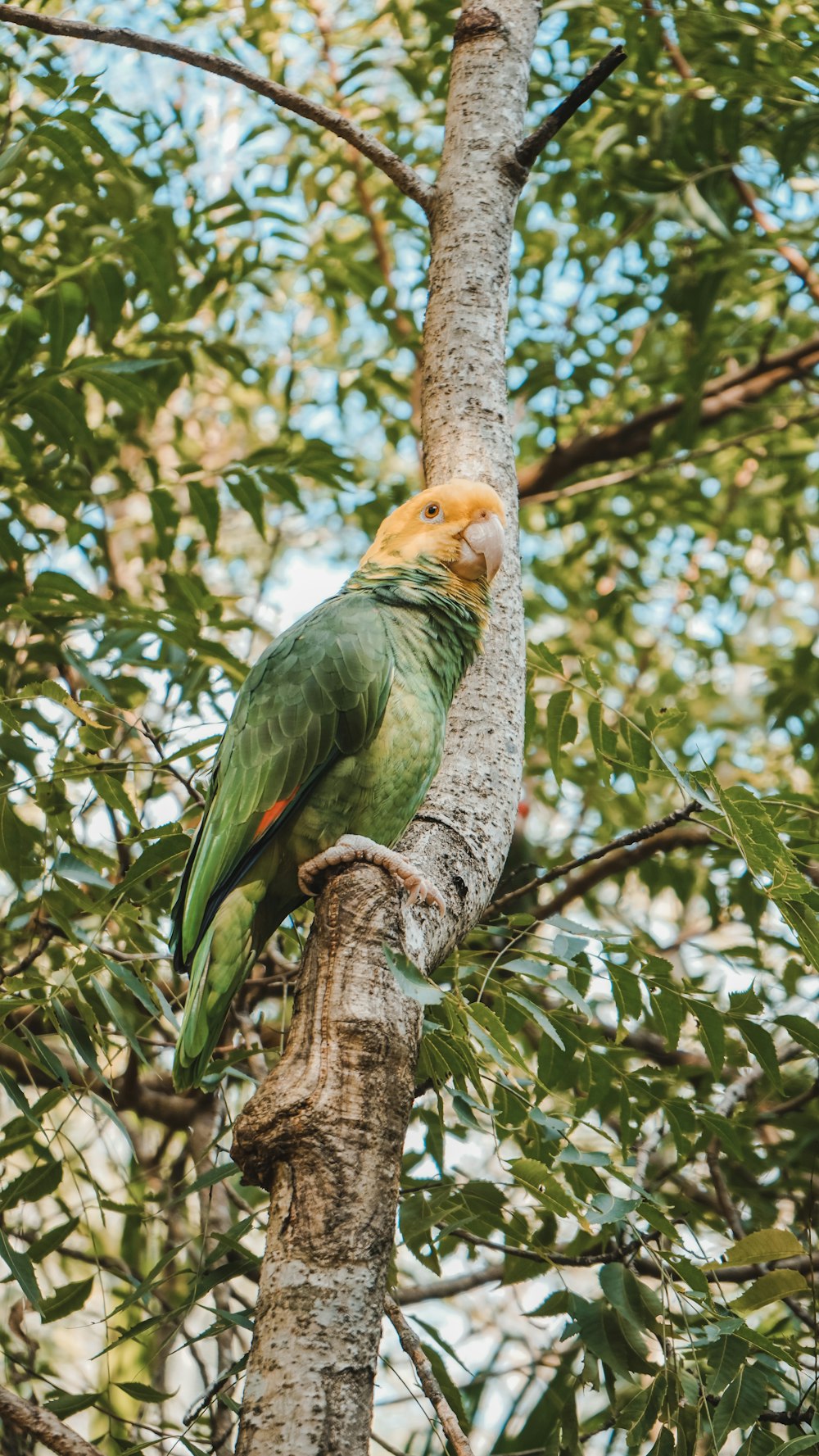 a green and yellow bird perched on a tree branch