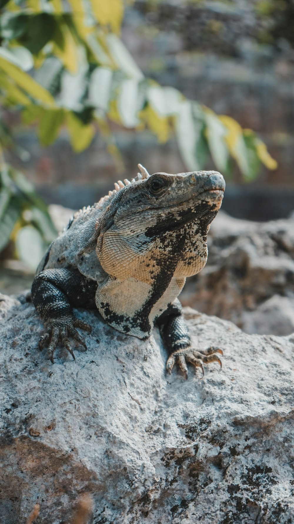 a lizard sitting on top of a rock