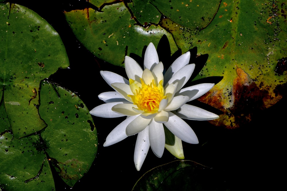 a white and yellow water lily in a pond