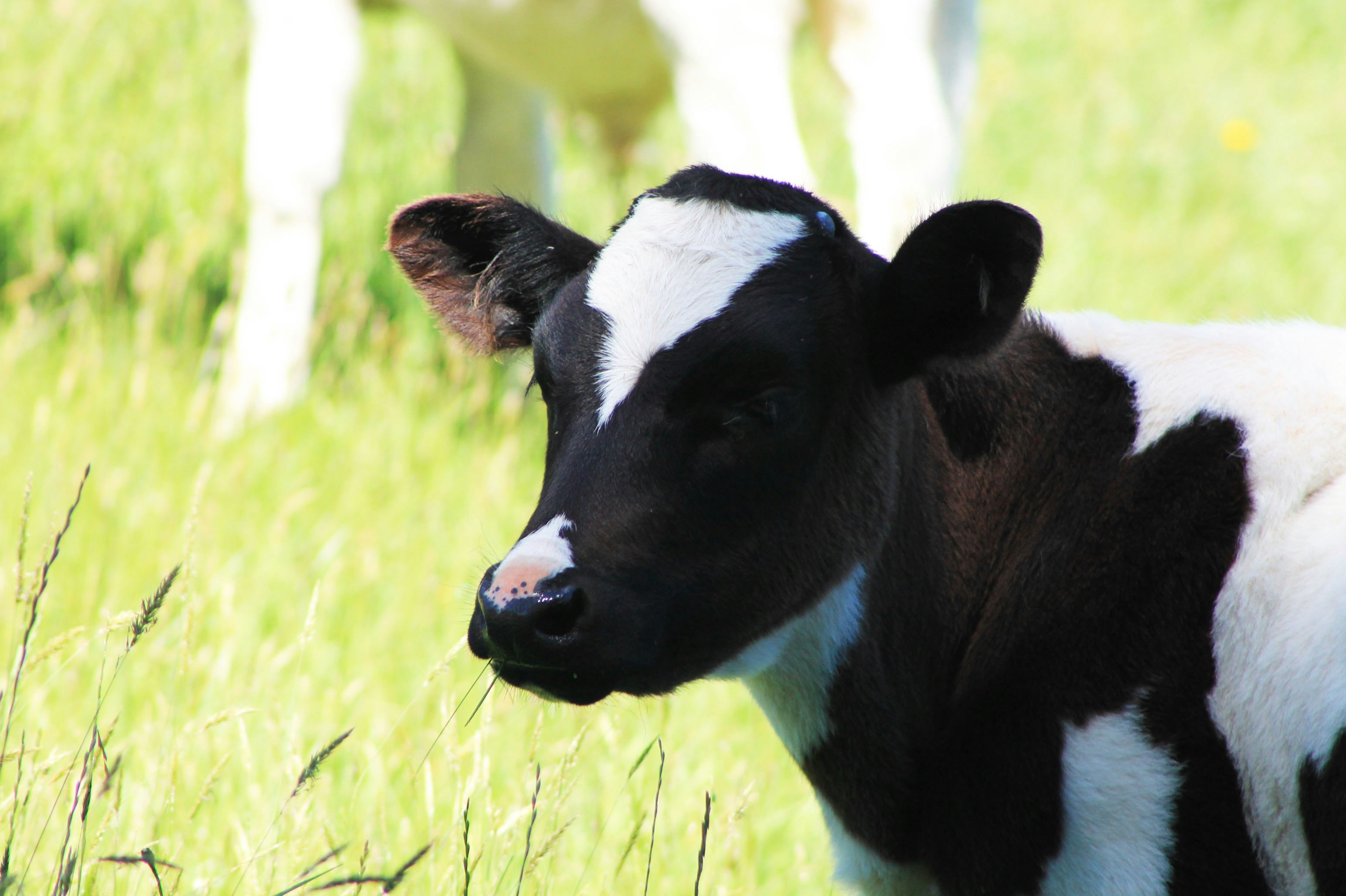 a black and white cow standing in a grassy field